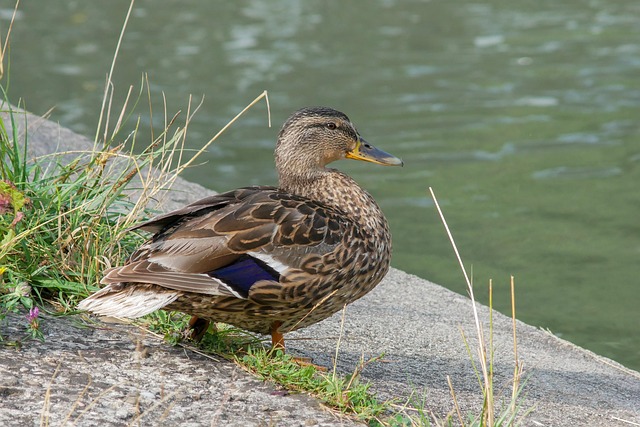 Krydsord for begyndere: Grundlæggende strategier der virker
